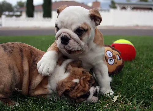 Adorable English Bulldog puppies